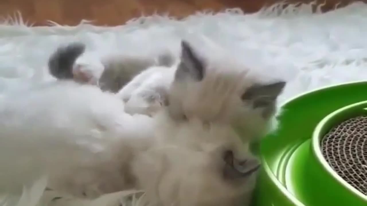 Funny Cat Moments #3