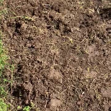 Using Cardboard in the Garden