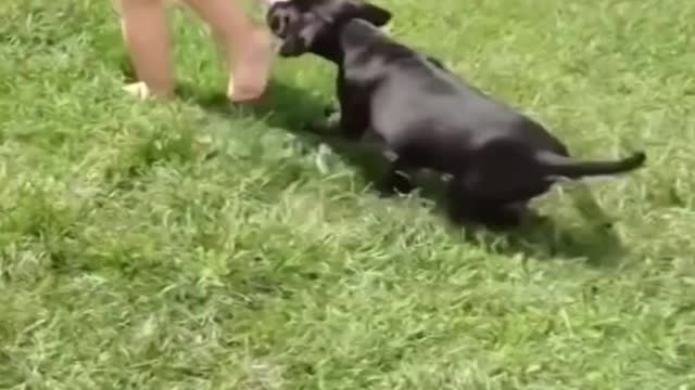 Funny animals love children and play with them