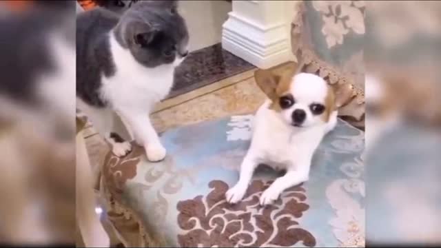 Cat and dog reaction