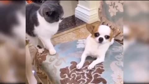 Cat and dog reaction