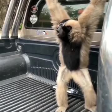 Genarator starting voice😅