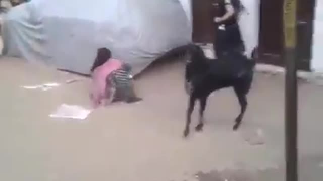 This angry goat tossed the woman badly