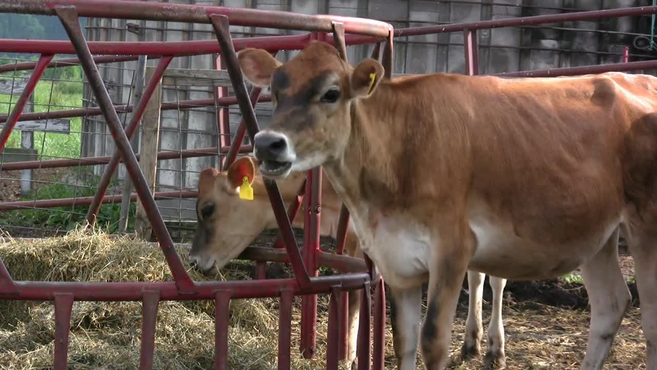 Cows eating at farm outdoors