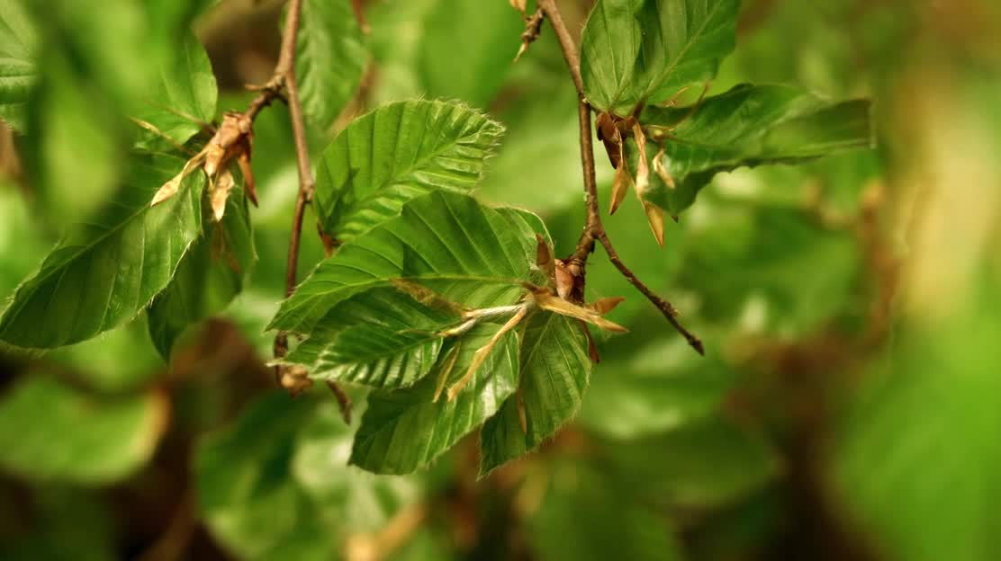 How do tree leaves bloom and grow