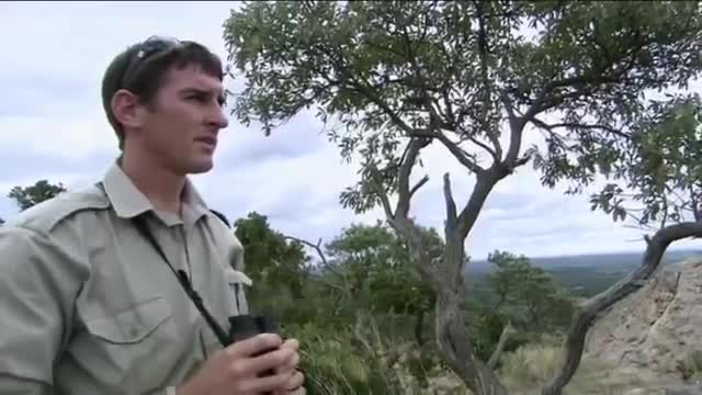 Fearless Honey Badger takes on 6 Lions. | Caught in the Act