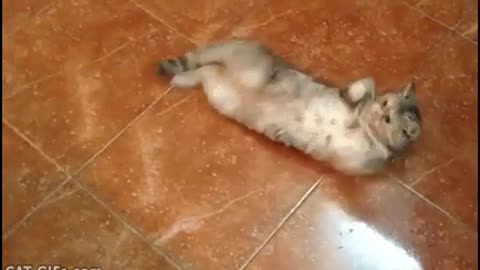 Funny Cat