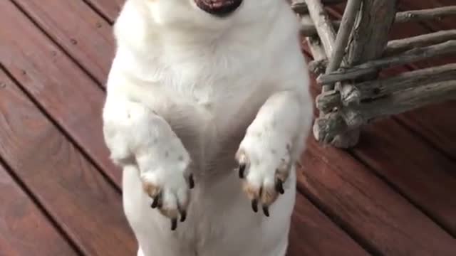 White dog on brown deck begging