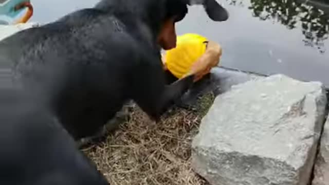 My Pinscher dog playing with a ball in the water ☆