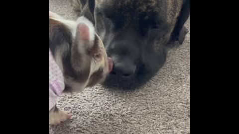 Dog and pig fight