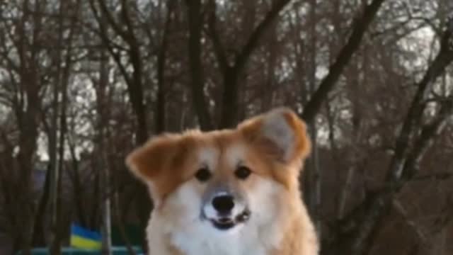 Pembroke Welsh Corgi Slow Mo