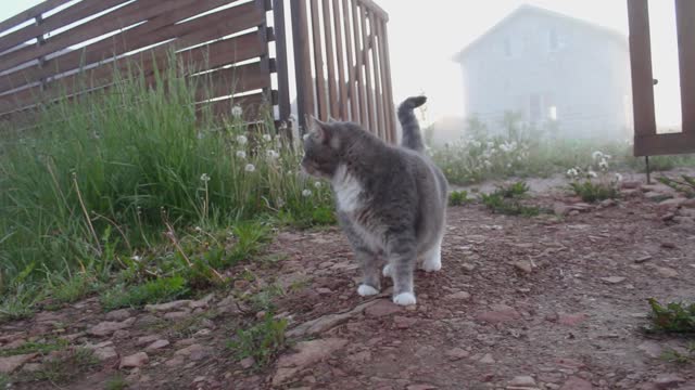 Fog Village Dog Cat Gate