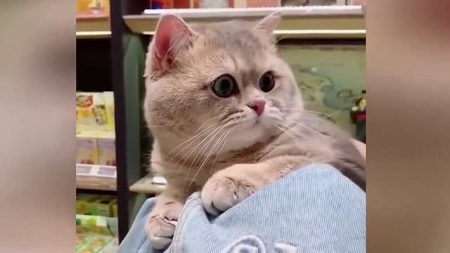 A very fat Garfield, he likes to be hugged, do you like its chubby face