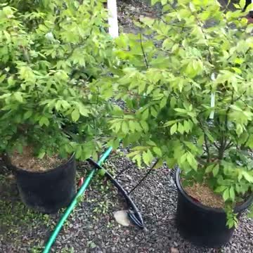 Potted burning bushes at Highland Hill Farm in fountainville pa near Philadelphia