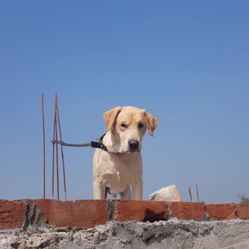 The cutest labrador of all time. MEET TYSON