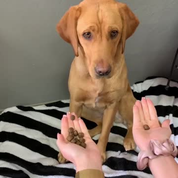 Spending time with dogs