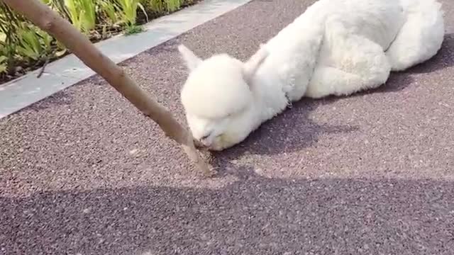 training alpacas