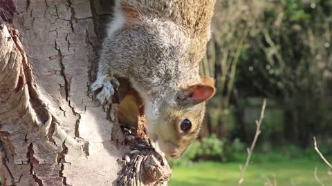 squirrel eats