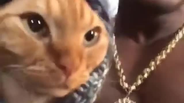 AWW Animals SOO Cute! Videos Compilation cutest and funniest moment of the animals #9