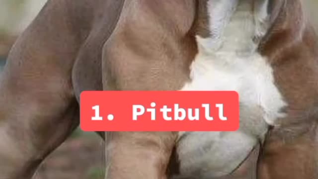 5 Dangerous dog breeds in the world