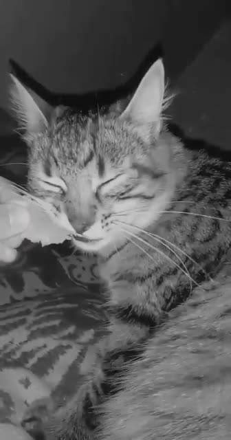 A cat eats from my hand