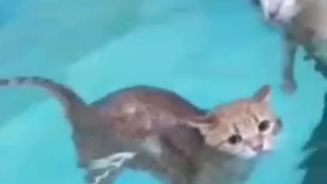 Cat funny bath 😂