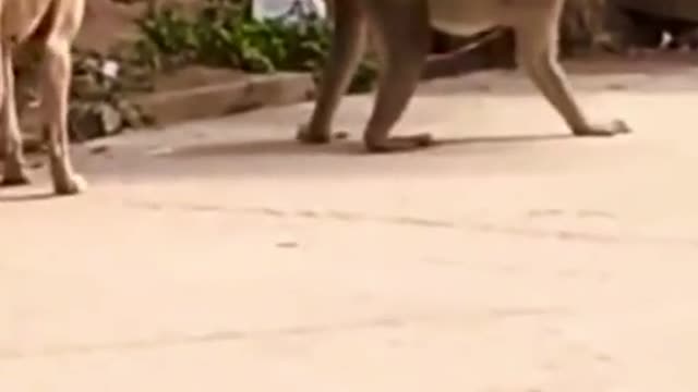 Funny scene