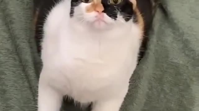 funny cat videos