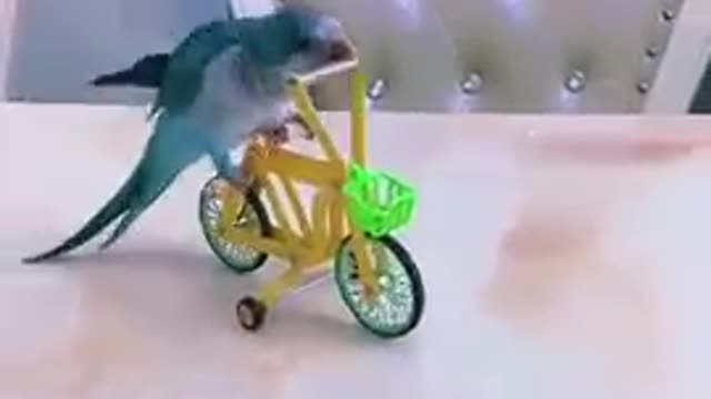 cute parrot video