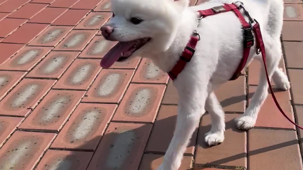 A 13 year old happy dog ​​walking in the lake park