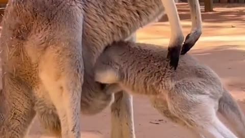 8 month old Baby kangaroo And his Mother 😊