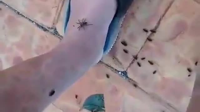 Spiders Climb Up People For Safety In Australia After Cyclone Debbie