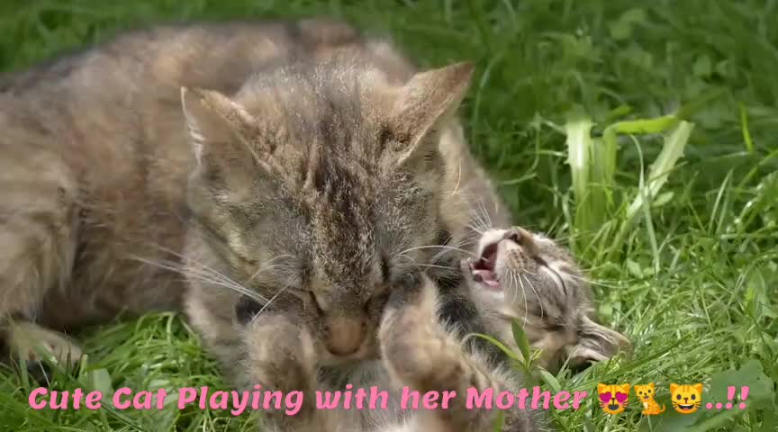 Cute Cat Playing With Her Mother 😻🐈😺..!!