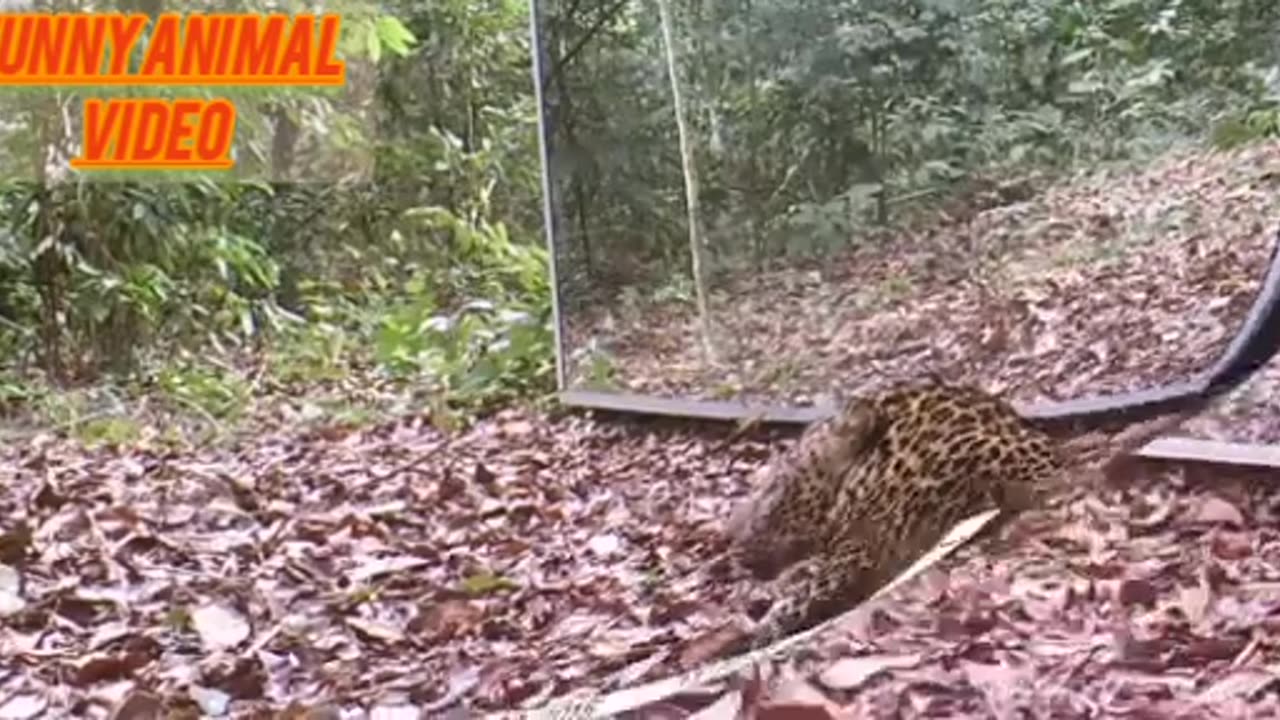 Funny leopard 🐆 😂🤣 interested video