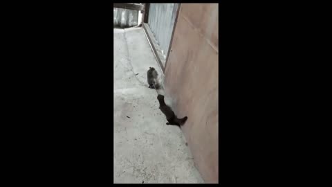 VIEW MONGOOSE CATCH TAIL OF RAT