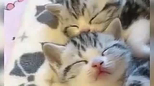 Baby cats- cute and funny cats video