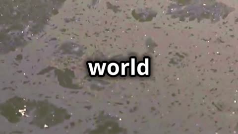 🌊🛢️🐦 Exxon Valdez Oil Spill Alaska, USA, 1989 An Environmental Catastrophe 🌊