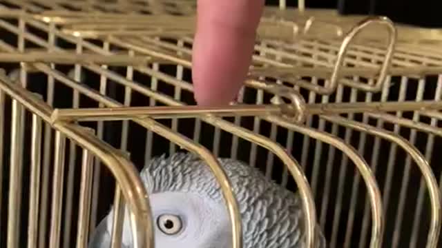 paying with parrot but he gets angry