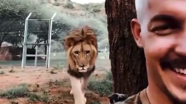 human and lion friendship