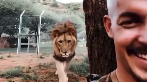 human and lion friendship