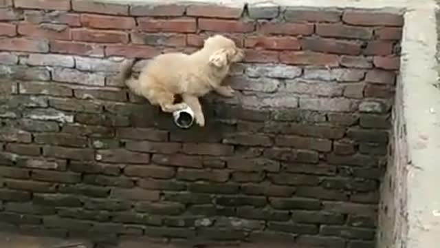 Clever Dogs Jumps Out of Deep Pit....never give up