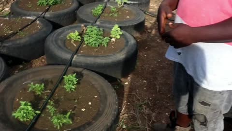 Recycling Tyres to grow vegetable in Jamaica