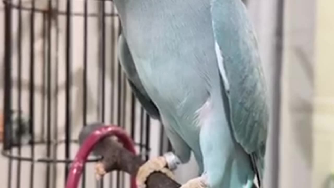 Beautiful tia bird 🐦 trending video