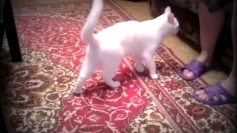 cat video best