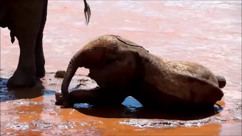 #Scared Baby Elephant # TRY NOT TO LAUGH_1080p