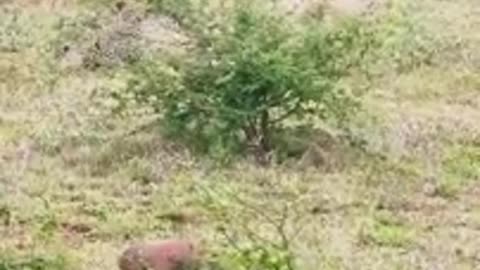 Leopard Tries Hunting Sleeping Wild Dogs