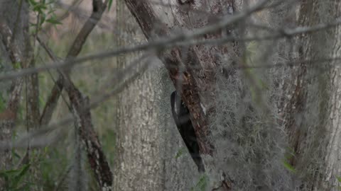 Pileated Woodpecker getting a large bug