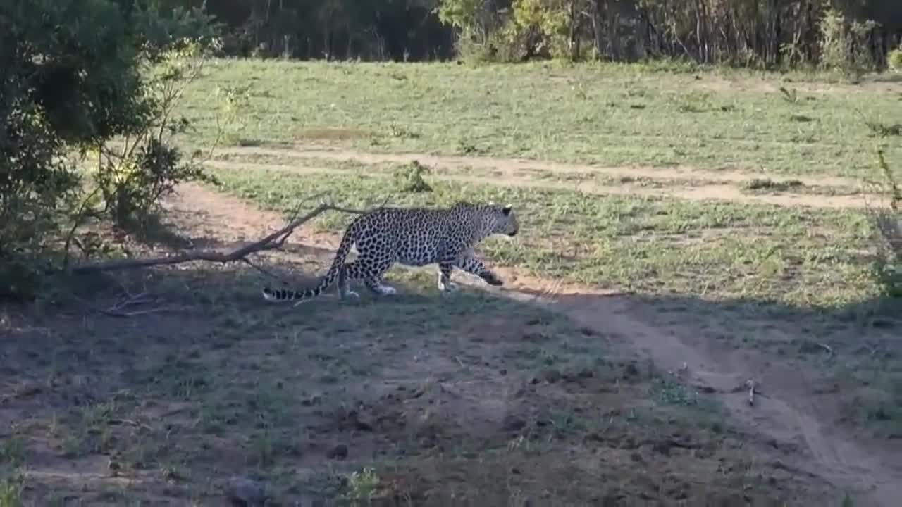 Tiger vas warthog