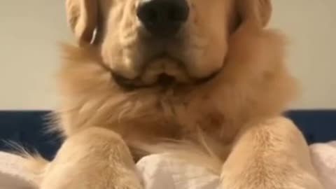 The Sad Story of the Golden Retriever