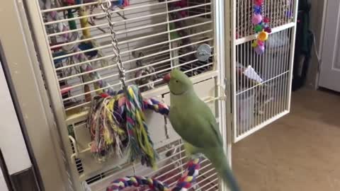 Parakeets Brothers in conversation between friends very beautiful .